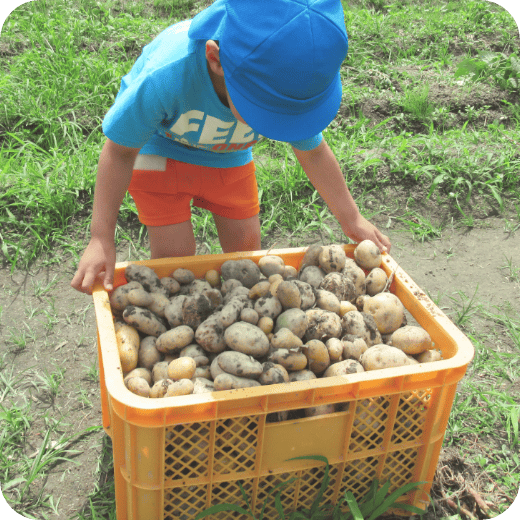じゃがいもと子どもの写真